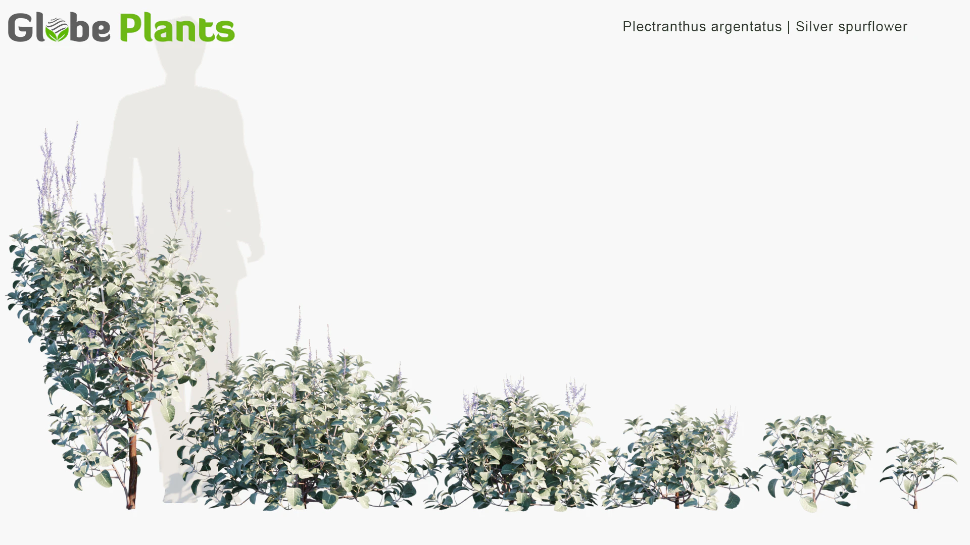 plectranthus argentatus — Download