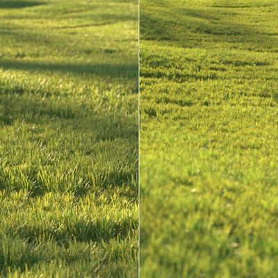 Sunny lawn — Ver 2