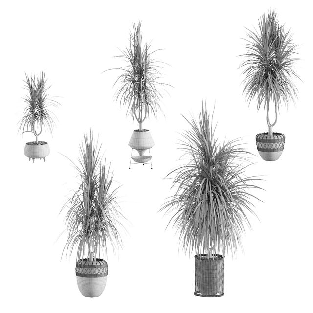 Collection of plants. Dracaena v2 — Descargar