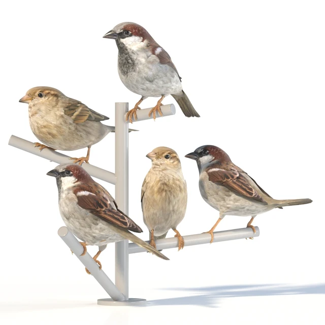 House Sparrow / 2 — Descargar