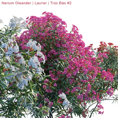 Nerium Oleander | Laurier | Trúc Đào #2 — Вид 2