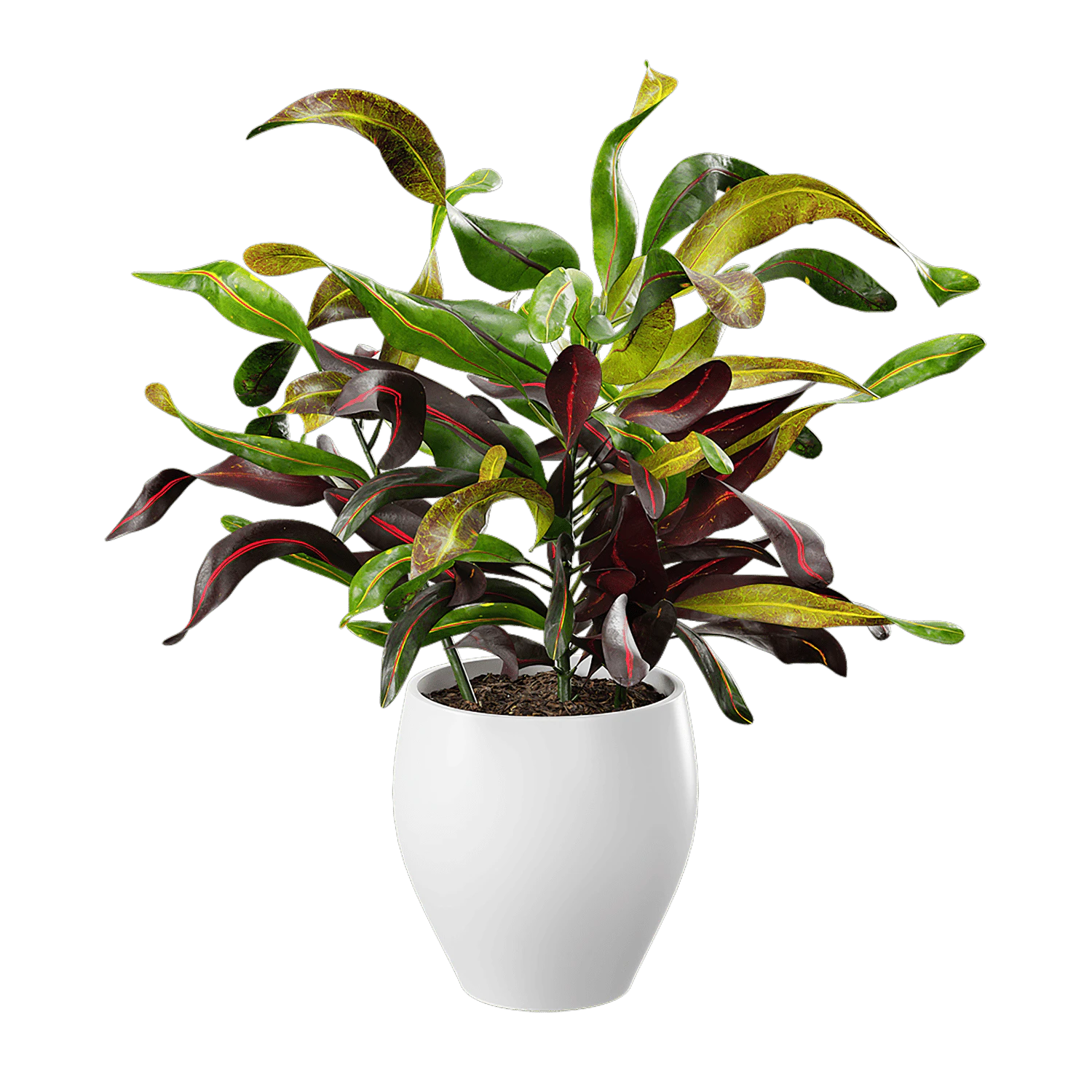 plant mamey croton — Descargar