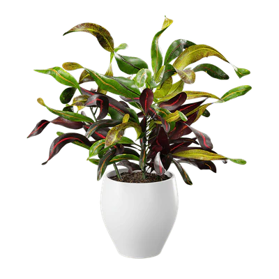 plant mamey croton — Descargar