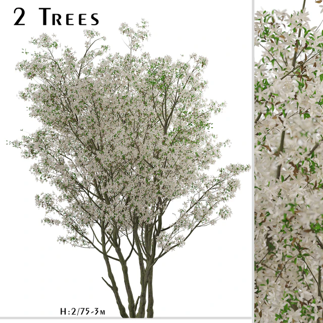 Set of Amelanchier Lamarckii Trees (Juneberry) (2 Trees) — Descargar