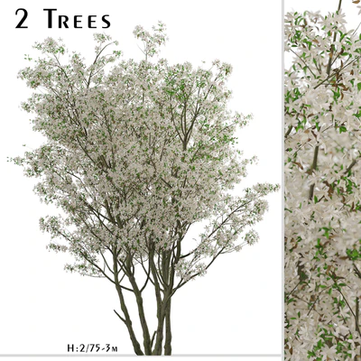 Set of Amelanchier Lamarckii Trees (Juneberry) (2 Trees) — Ver 1