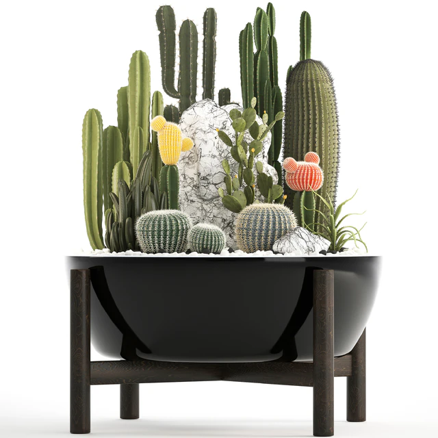 Plant collection 305. Cactus set, cacti, round cactus, flower bed, japanese, cereus, Barrel cactus, desert plants, Prickly pear — Descargar