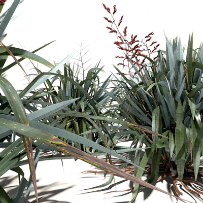 New Zealand Flax - Phormium tenax — Вид 2