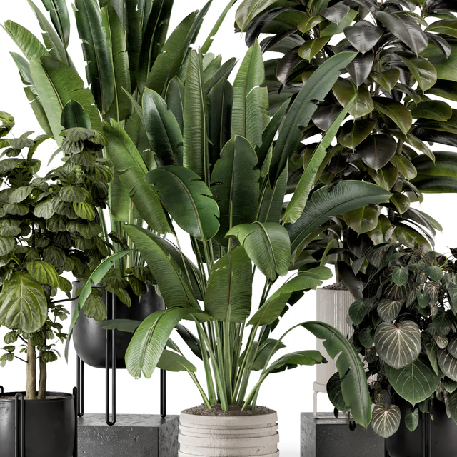 Indoor Plants in Ferm Living Bau Pot Large - Set 1208 — Скачать