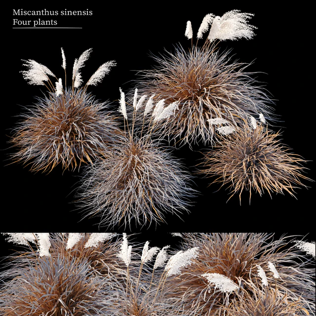 Dry miscanthus sinensis — Descargar