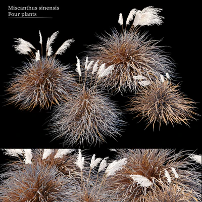 Dry miscanthus sinensis — Ver 1