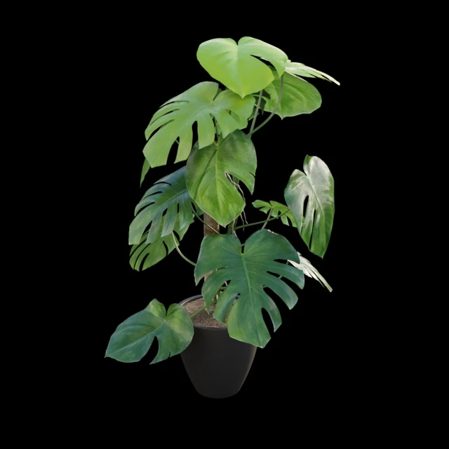 Monstera deliciosa — Скачать