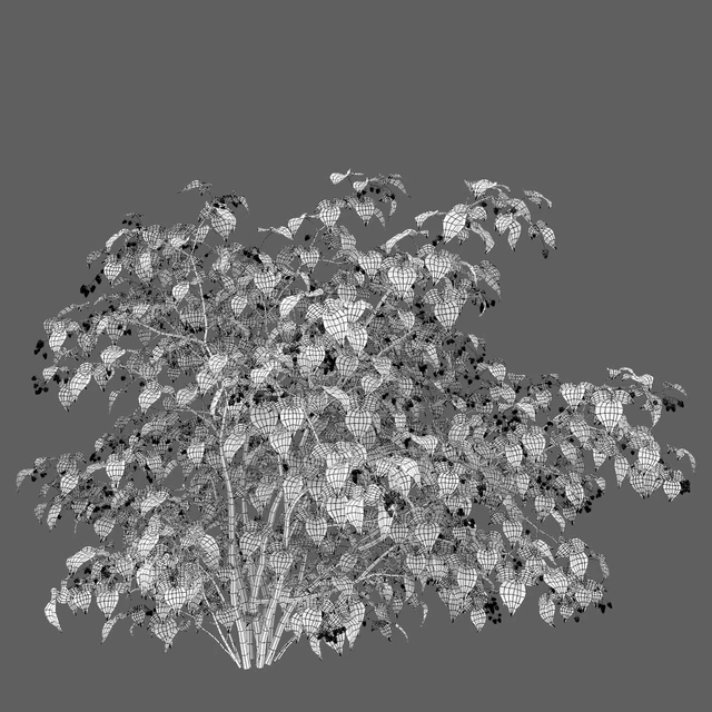 Raspberry — Descargar