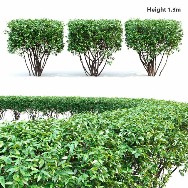 Birucina (Ligustrum) hedge №2 — Descargar