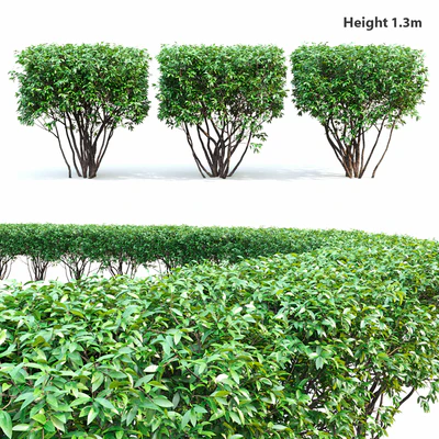Birucina (Ligustrum) hedge №2 — Ver 1