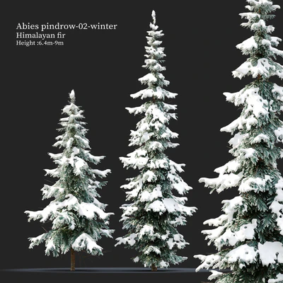 Abies pindrow-winter-02 — Ver 1