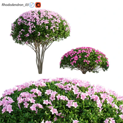 Rhododendron 03 — Вид 1