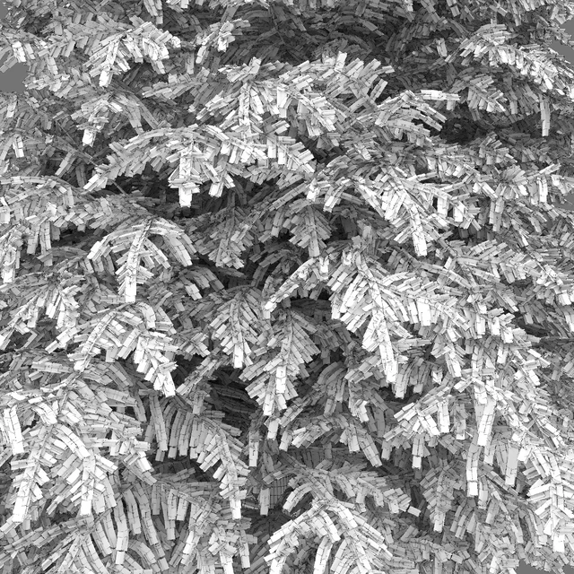 Тсуга канадская | Tsuga canadensis #1 — Скачать
