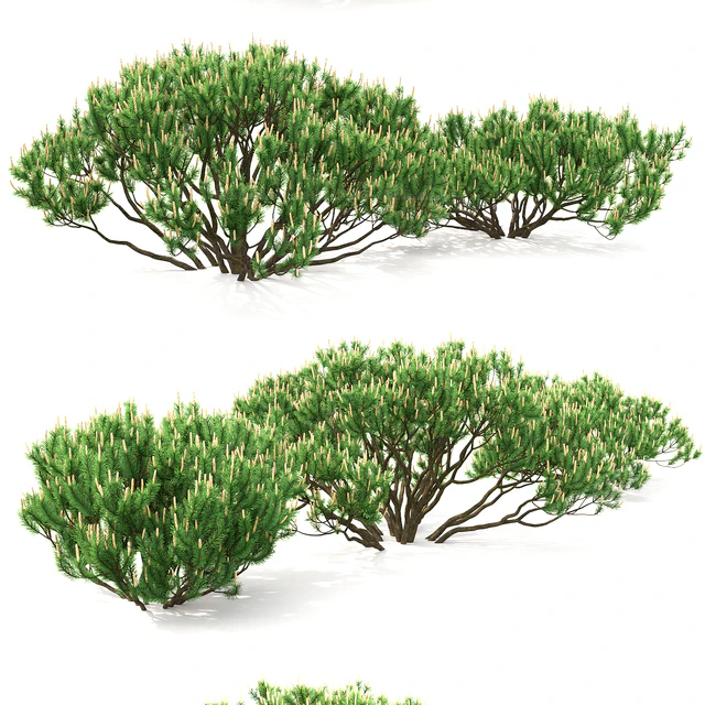 Mugo pine — Скачать