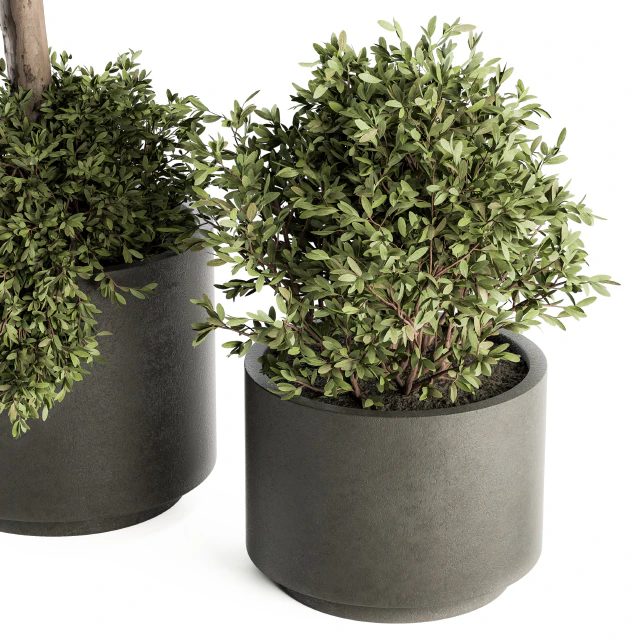 Outdoor Plant Set 282 - Plant and Tree Set in Ceramic Pot — Descargar