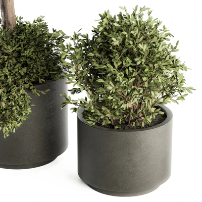 Outdoor Plant Set 282 - Plant and Tree Set in Ceramic Pot — Ver 2