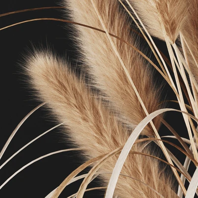 A bunch of Pampas 2 — Ver 2