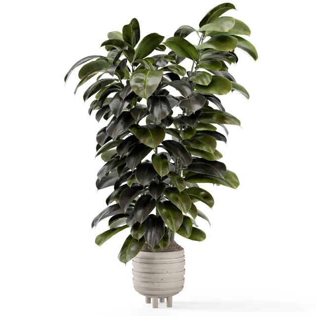 Indoor Plants In Concrete Pots - Set 953 — Скачать