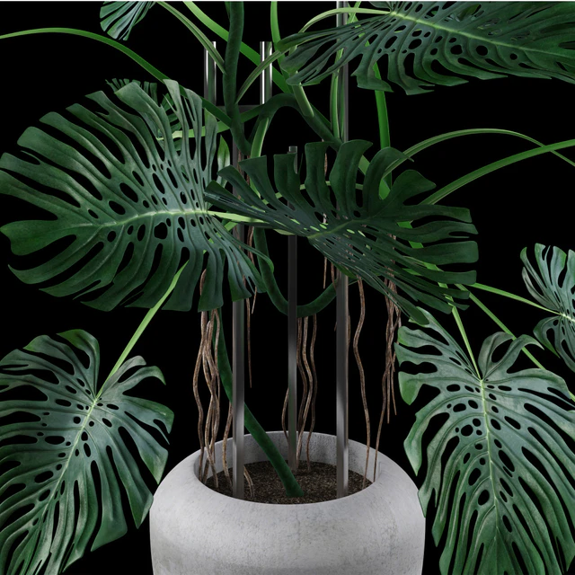 Big Monstera/Большая Монстера — Скачать