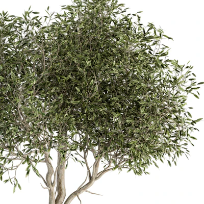 indoor Plant Set 340- Tree and Plant Set in pot — Вид 2