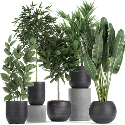 Collection of exotic plants in black pots with Bamboo bush, ficus, palm, banana, Plumeria. Set 715. — Ver 1