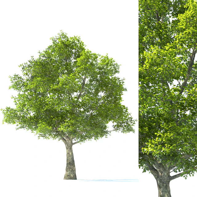 Tilia Tree - 10m Height - Tree Set 01 — Descargar
