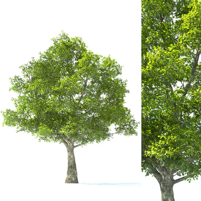 Tilia Tree - 10m Height - Tree Set 01 — Ver 1
