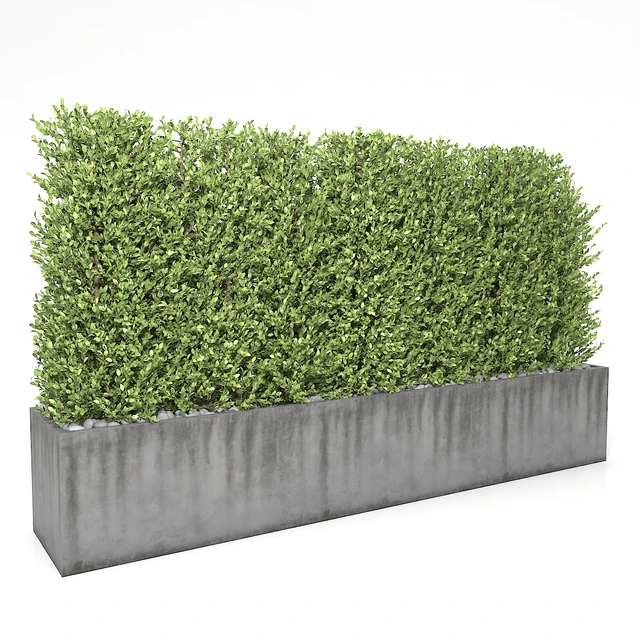 Boxwood - hedge — Descargar