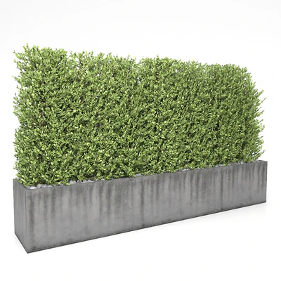 Boxwood - hedge — Ver 1