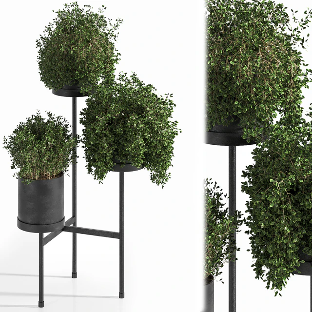 Indoor Plant Set 03 — Descargar