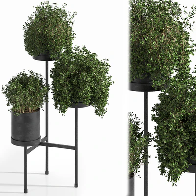 Indoor Plant Set 03 — Ver 1