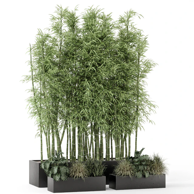 Indoor Plants Bamboo Set in rusty Concrete Pots - Set 1894 — Descargar