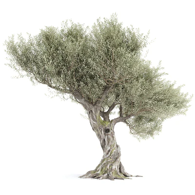 Оливковое дерево 1 (Olive tree) — Вид 2