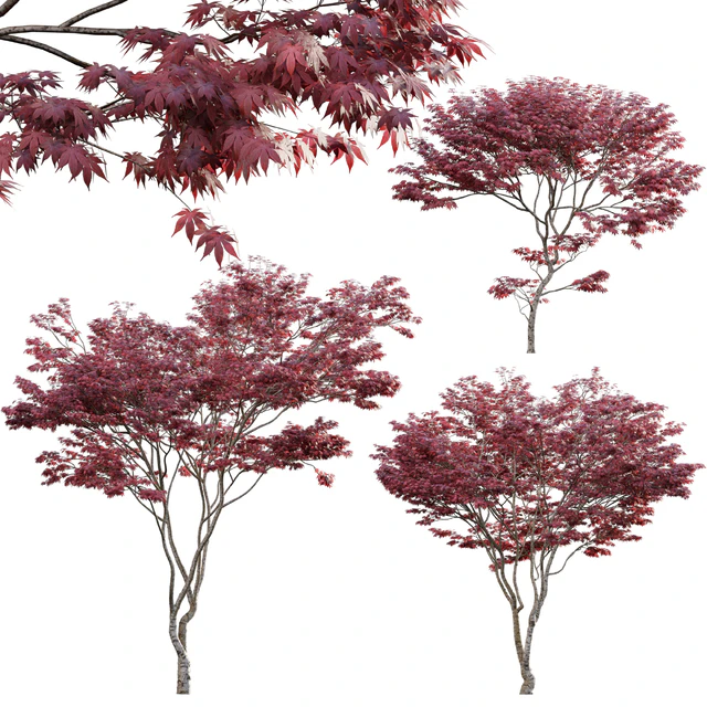 Japanese maple - Acer palmatum 01 — Скачать