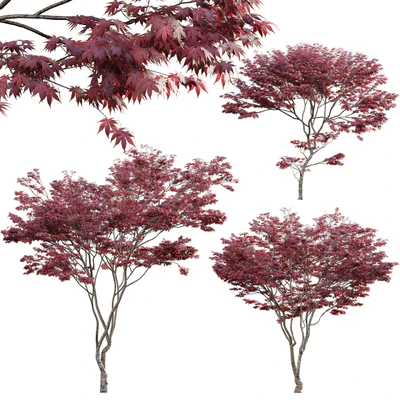 Japanese maple - Acer palmatum 01 — Вид 1