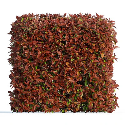 Фотиния фразера Ред Робин (Photinia fraseri Red Robin) — Вид 2
