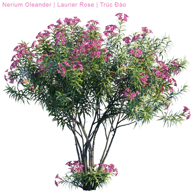 Nerium Oleander | Laurier rose — Descargar
