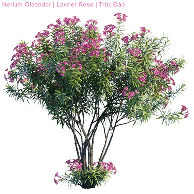 Nerium Oleander | Laurier rose — Ver 2
