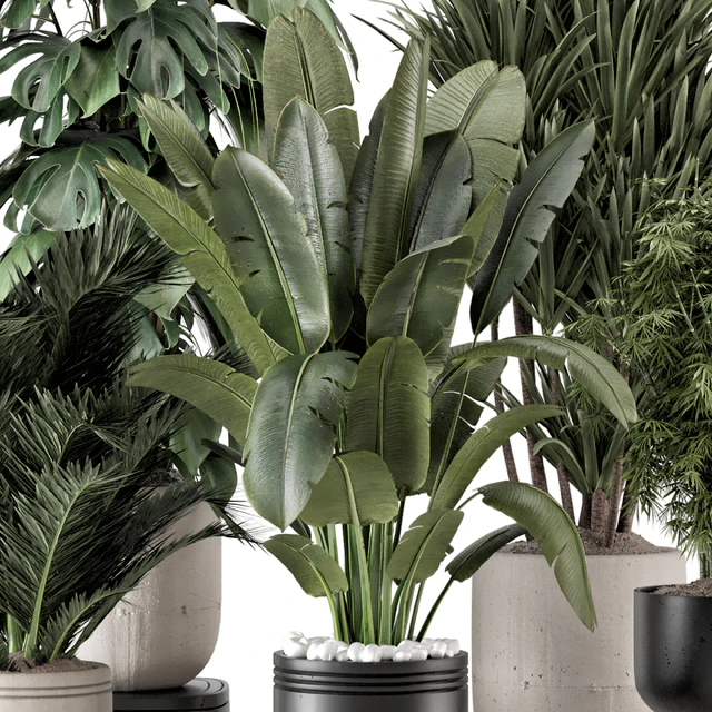 Indoor Plants  in rusty Concrete Pot - Set 1331 — Скачать