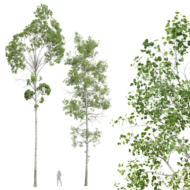 New Plant High detail Populus Tremuloides 2trees — Descargar