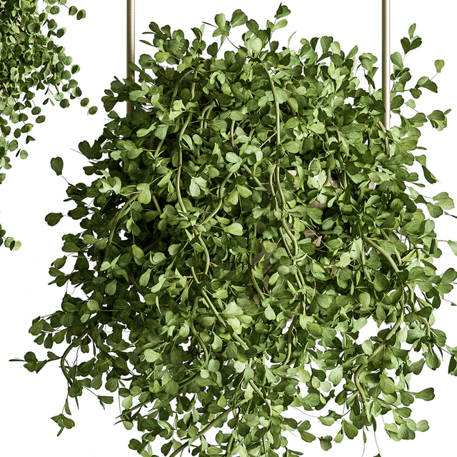 indoor Plant Set 410 - Hanging Plants — Descargar
