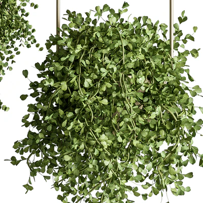indoor Plant Set 410 - Hanging Plants — Ver 2