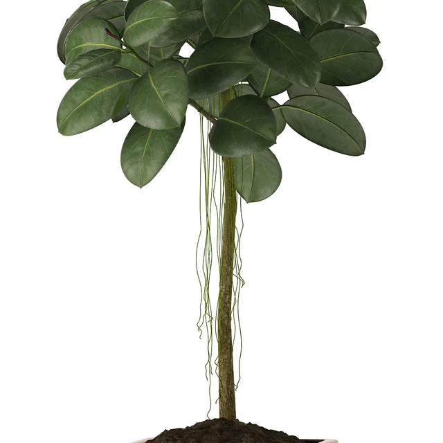 RUBBER PLANTS 22 — Descargar