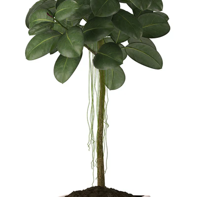 RUBBER PLANTS 22 — Ver 2