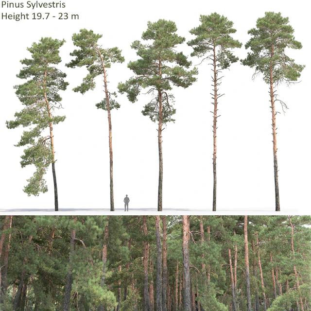 Pine — Descargar