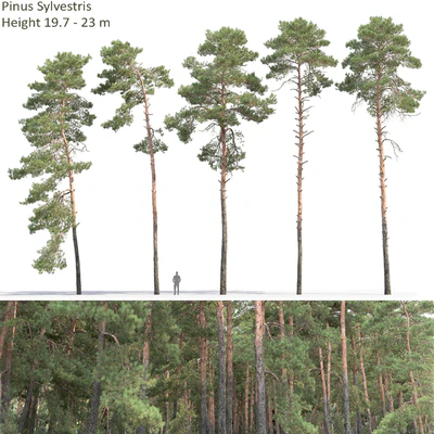 Pine — Ver 1